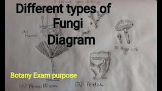 Different types of fungi diagram  how to draw fungi diagram  Mucor yeast  Agaricus  penicillium [upl. by Htaek]