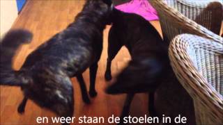 dekking lex en wanda zonder clip jan 2013 [upl. by Philine474]