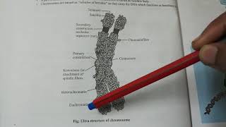 NEET Biology Cell Ultrastructure of Chromosome Heterochromatin and Euchromatin [upl. by Marline]