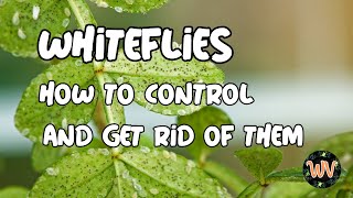 WHITEFLIES  How to control them and how to get rid of them [upl. by Ariaz]