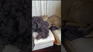 Dog and cat friendshipshortsfeed friendssleeping lazyanimal kawaii [upl. by Frazer]