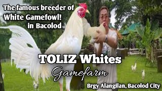 TOLIZ WHITES  BACOLOD CITY PHILIPPINES  VISIT BIG FARM amp QUALITY GAMEFOWL [upl. by Mcginnis395]