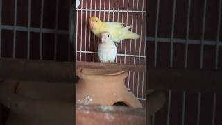 Creamino  Albino Red Eye birds youtubeshorts youtubeshort trending reels nature new [upl. by Noonberg]