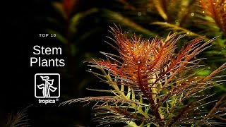 Top 10 Beautiful Aquarium Stem Plants [upl. by Emmott153]