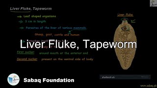 Liver Fluke Tapeworm Biology Lecture  Sabaqpk [upl. by Ydnab]