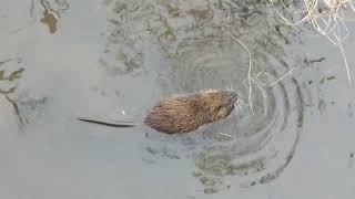 Junges Nutria bei Völklingen – [upl. by Damalus197]