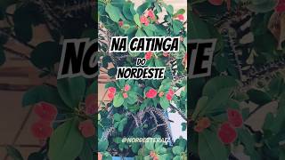 Catinga do NORDESTE nordeste roça plantas [upl. by Ariajay]