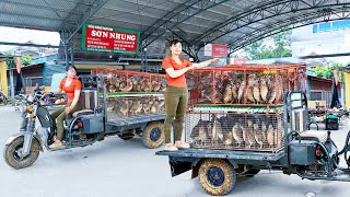 Harvesting 150 Quails Goes To Countryside Market Sell  Buy 100 Chicks To Raise  Free Bushcraft [upl. by Maggs]