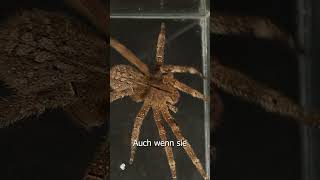 Extrem giftige Spinne erschreckt mich zu Tode [upl. by Annatsirhc]