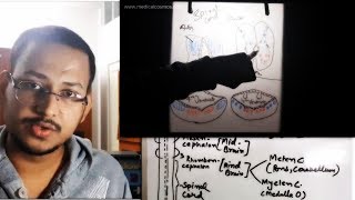 Neural tube Concept  Arrangement of Nuclei in Brainstem amp Spinal cord [upl. by Agler]