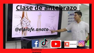 Clase Antebrazo elprofedeanato medicina anatomia estudiantes fypシ 2023 [upl. by Pete]