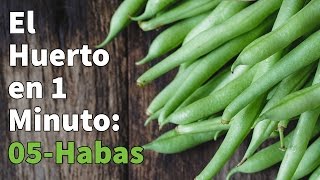 Como Sembrar Habas Paso a Paso con Éxito 👩‍🌾 Cultivo del Haba 👩‍🌾 Cómo plantar habas👩‍🌾👨‍🌾 [upl. by Schnorr]