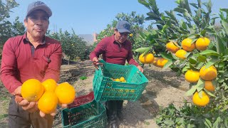 ESTA VARIEDAD DE MANDARINA ES LA MÁS DULCE 🧑‍🌾🌞🌳🍊🍊🍯VictorSolis [upl. by Burwell]