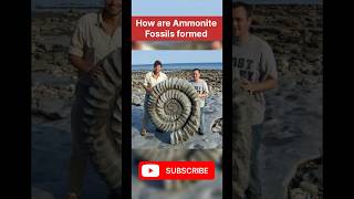 ammonite fossil formation animation fossil fossildiscovery ammonites education knowledge [upl. by Socher]