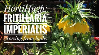 Growing Fritillaria imperialis from bulbs [upl. by Khudari]