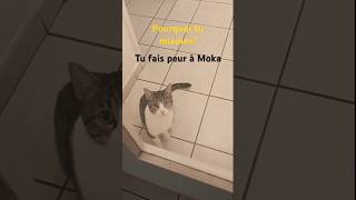 Le miaulement du chat cats miauler chat catlover cute cjats kitten funny meow miaulement [upl. by Ymassej]