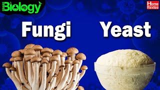 What are Fungi  What are Yeasts  Bread Mould  Biology  Home Revise [upl. by Maddox]