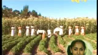 Tigrinya  ትግርኛ  Tigrinya Folklore Of Rainy and Harvest Seasons and Associated Traditions [upl. by Duval]