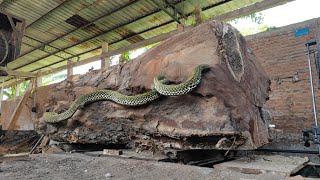 Sawmill operator ‼ heaviest curse of trembesi wood found in Pacific Northwest [upl. by Alpert]