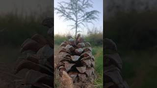 quotNatures Pine Cone Majestyquot  pine tree [upl. by Streetman237]