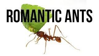 Romantic Ants [upl. by Alves]