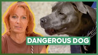 Tia Helps One Of The Most Dangerous Dogs Shes Ever Met  Pit Bulls amp Parolees [upl. by Lamee]