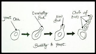 How to draw diagram of budding in yeast step by step for beginners  theartofcourse [upl. by Kei58]