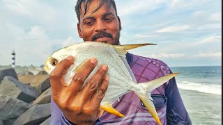 Catching Golden pomfret fish using castnet [upl. by Jeuz135]