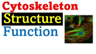 Cytoskeleton structure and function [upl. by Josephson324]