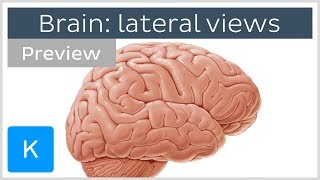 Brain structures seen from the lateral view preview  Human Neuroanatomy  Kenhub [upl. by Yragerg]