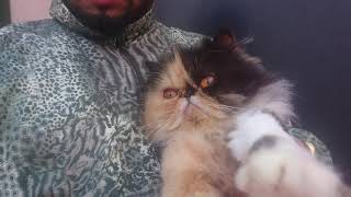 Chat persan au maroc toooope [upl. by Emelen709]