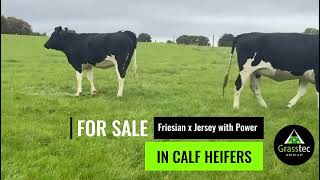 Friesian x Jersey In Calf Heifers with Power [upl. by Ahsot280]