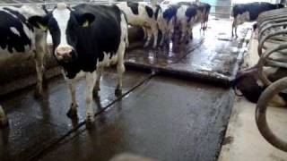 Cowcare scraper system operating in a 16 feed passage [upl. by Ikoek]