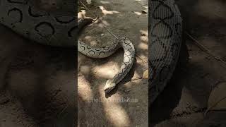 Video of Russell Viper vomiting for the first timesnakehandling neyveli venomoussnake cuddalore [upl. by Steinway]