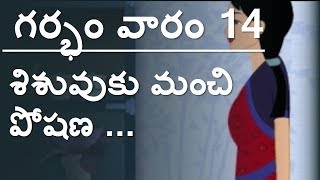 Pregnancy  Telugu  Week 14  గర్భం  వారం 14 [upl. by Carbo]