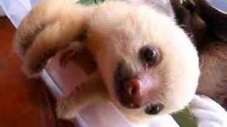 Baby sloths in Costa Rica [upl. by Adrahs377]