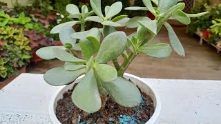 Crassula Ovata money attracting plant  Save in rainy season [upl. by Katerina]