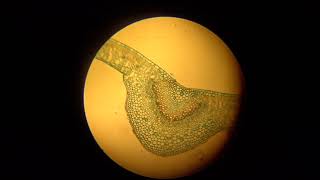 Cross Section of a Deciduous Leaf Under the Microscope [upl. by Harret]