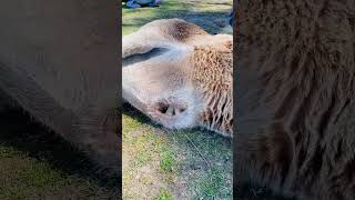 Feeding Wallabies and Kangaroos 🥰wallabies kangaroo feeding animals australia animallover [upl. by Spalding]