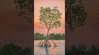 Mangrove Forest or Mangal [upl. by Roy]