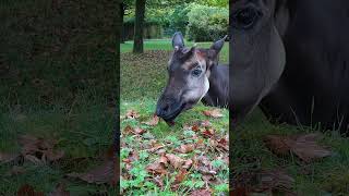 Okapi animals youtube shorts okapi [upl. by Ojoj]