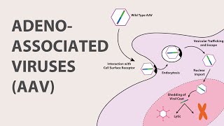 1 Adeno Associated Virus AAV  An Introduction [upl. by Salisbury291]