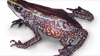 Facts About Atelopus Harlequin Frog [upl. by Reerg]