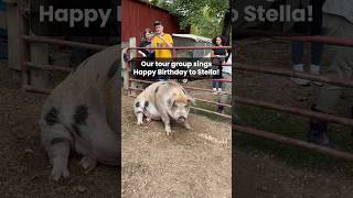 Our tour group sings Happy Birthday to Stella the Pig 🥳🐷 pigs animalrescue [upl. by Marlea]