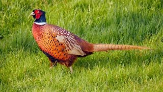 Common Pheasant Phasianus colchicus ♂  Fasan 4 [upl. by Ahsemaj]