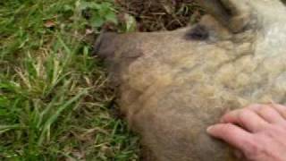 Curly Coated Mangalitza pigs [upl. by Nalro]