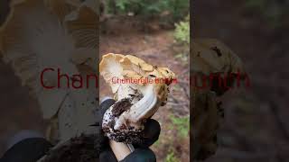 Chanterelle bunch Sep21 2024 ediblemushrooms chanterelle [upl. by Gnouc]