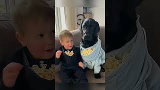 cat dog dogs cut cute love lovecats lovedogs funny virla viralvideo foryou foryoupage [upl. by Yroggerg]