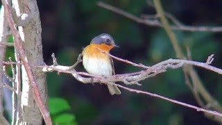 ムギマキ（3）2015年の飛島（山形）  Mugimaki Flycatcher  Wild Bird  野鳥 動画図鑑 [upl. by Eusassilem]