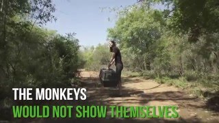 The story of Agnes at the Vervet Monkey Foundation [upl. by Zat]